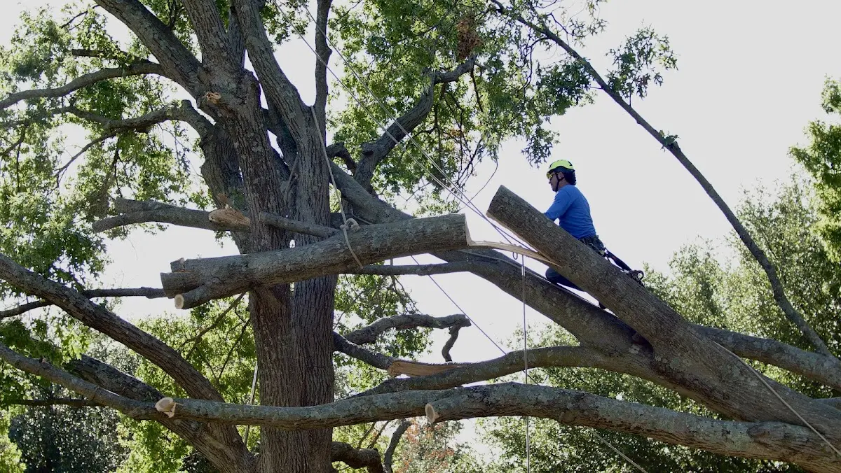 Professional Crown Thinning performed by certified arborists in De Kalb