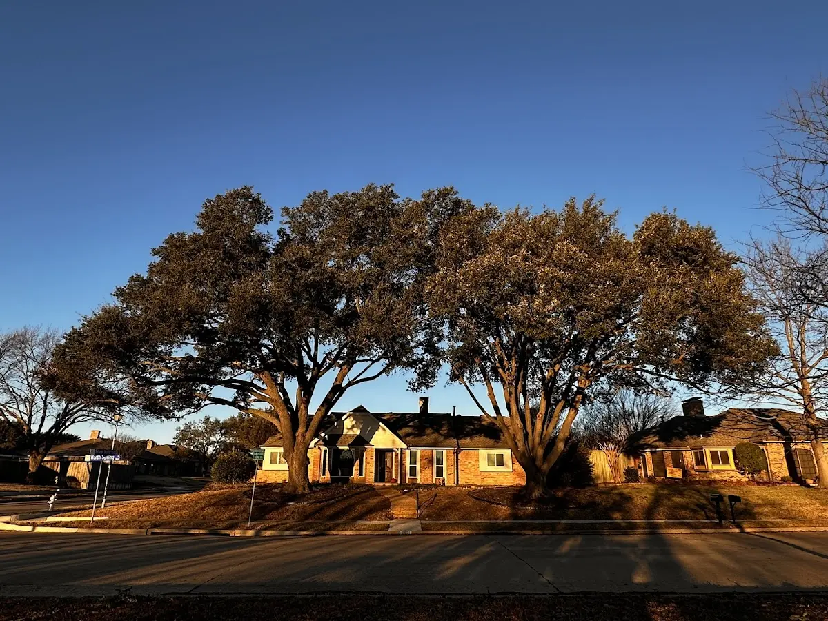 Established residential canopy tree shading a home in De Kalb